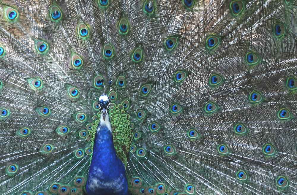 bird blue animal colorful